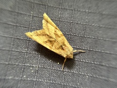 Phlogophora periculosa