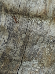 Anoplolepis gracilipes