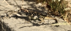 Sceloporus uniformis