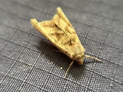 Phlogophora periculosa