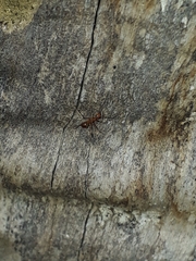 Anoplolepis gracilipes