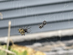 Gasteracantha cancriformis