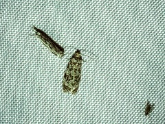 Phaecasiophora niveiguttana