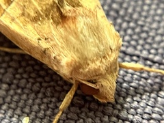 Phlogophora periculosa