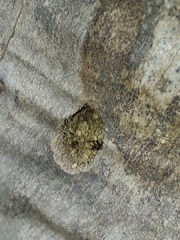 Anoplolepis gracilipes