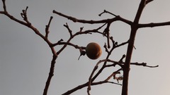 Hancornia speciosa