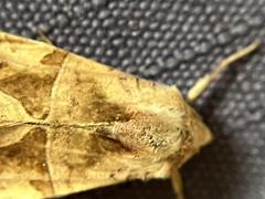 Phlogophora periculosa