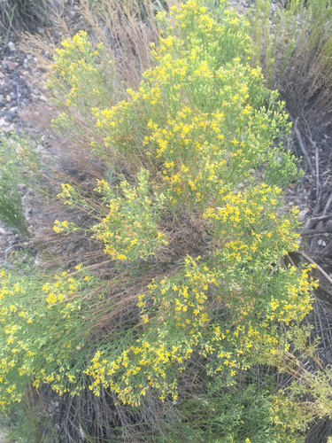 iNaturalist observation 2015-08-11