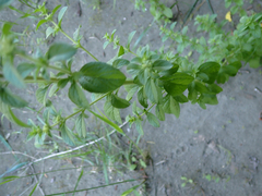 Mentha pulegium