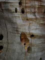 Anoplolepis gracilipes