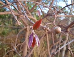 Hancornia speciosa