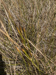 Juncus acutus