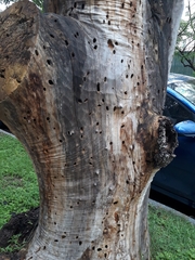 Anoplolepis gracilipes