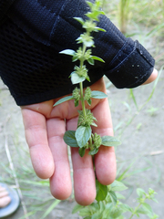 Mentha pulegium