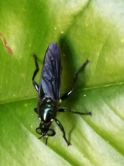 Laphriini