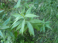 Artemisia douglasiana