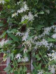 Clematis flammula