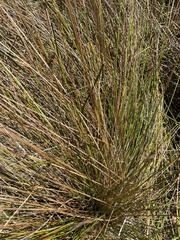 Juncus acutus