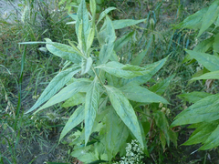 Artemisia douglasiana