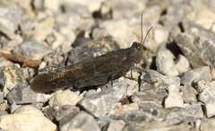 Circotettix crotalum