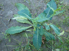 Lactuca serriola