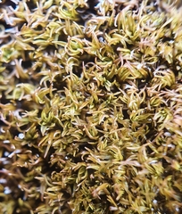 Trichostomum brachydontium