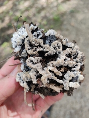 Thelephora terrestris