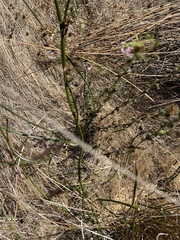 Stephanomeria virgata