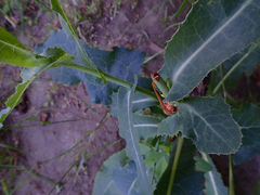 Lactuca serriola