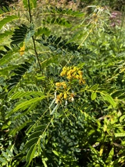 Senna hebecarpa