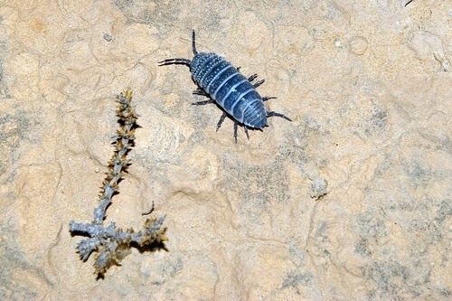 Saharan Sandlouse