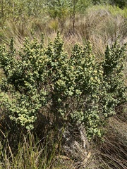 Baccharis pilularis
