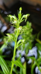 Habenaria repens