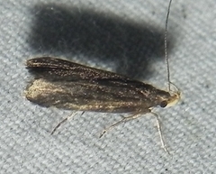 Dichomeris juncidella