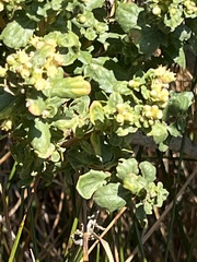Baccharis pilularis