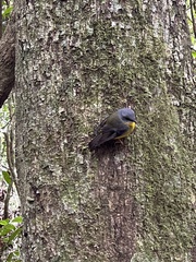 Eopsaltria australis