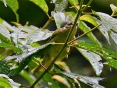 Basileuterus