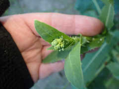 Lactuca serriola