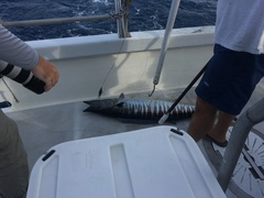 Acanthocybium solandri