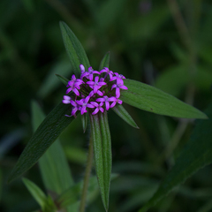 Crusea hispida