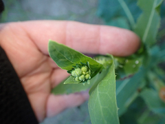 Lactuca serriola