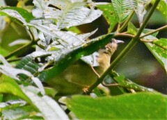 Basileuterus