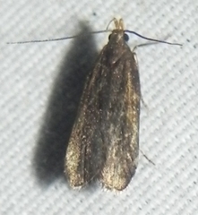 Dichomeris juncidella