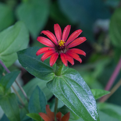 Zinnia peruviana