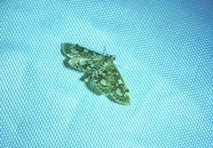 Anania coronata