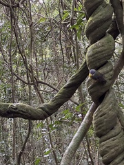 Eopsaltria australis