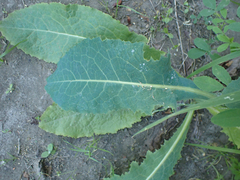 Lactuca serriola