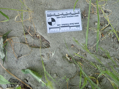 Odocoileus hemionus columbianus