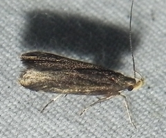 Dichomeris juncidella