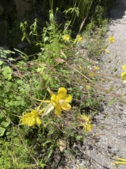 Aquilegia chrysantha